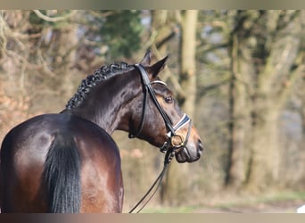 Koń hanowerski, Wałach, 4 lat, 175 cm, Ciemnogniada