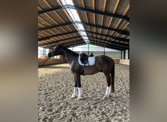 Koń hanowerski, Wałach, 4 lat, 175 cm, Ciemnokasztanowata