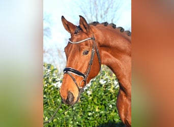 Koń hanowerski, Wałach, 4 lat, 175 cm, Gniada
