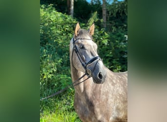 Koń hanowerski, Wałach, 4 lat, 175 cm, Siwa jabłkowita