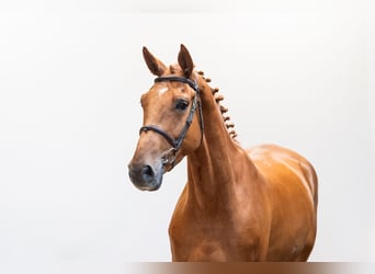 Koń hanowerski, Wałach, 4 lat, Ciemnogniada