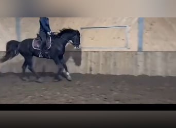 Koń hanowerski Mix, Wałach, 5 lat, 160 cm, Skarogniada