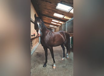 Koń hanowerski Mix, Wałach, 5 lat, 160 cm, Skarogniada