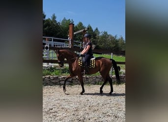 Koń hanowerski, Wałach, 5 lat, 161 cm, Gniada