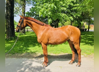 Koń hanowerski, Wałach, 5 lat, 164 cm, Kasztanowata