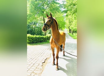 Koń hanowerski, Wałach, 5 lat, 164 cm, Kasztanowata
