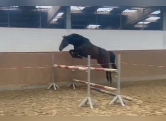 Koń hanowerski, Wałach, 5 lat, 165 cm, Ciemnogniada
