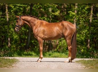 Koń hanowerski, Wałach, 5 lat, 165 cm, Kasztanowata