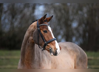 Koń hanowerski, Wałach, 5 lat, 166 cm, Gniada