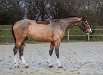 Koń hanowerski, Wałach, 5 lat, 166 cm, Gniada