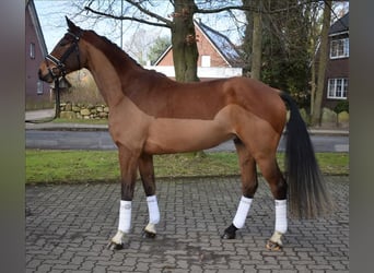Koń hanowerski, Wałach, 5 lat, 167 cm, Gniada