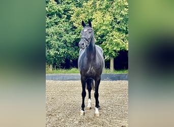 Koń hanowerski, Wałach, 5 lat, 167 cm, Kara