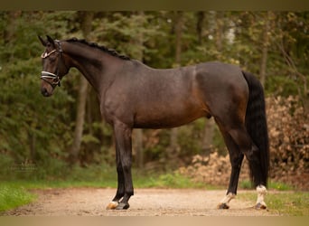 Koń hanowerski, Wałach, 5 lat, 168 cm, Ciemnogniada