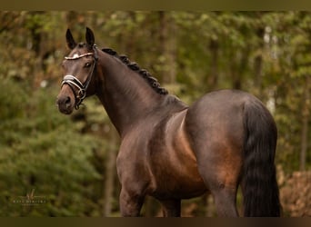 Koń hanowerski, Wałach, 5 lat, 168 cm, Ciemnogniada