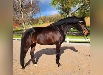 Koń hanowerski, Wałach, 5 lat, 168 cm, Gniada