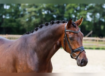 Koń hanowerski, Wałach, 5 lat, 168 cm, Gniada