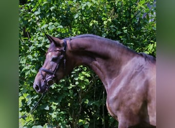 Koń hanowerski, Wałach, 5 lat, 168 cm, Karosiwa
