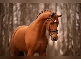 Koń hanowerski, Wałach, 5 lat, 168 cm, Kasztanowata