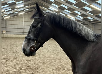 Koń hanowerski, Wałach, 5 lat, 168 cm, Siwa