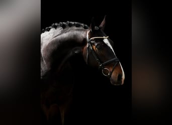 Koń hanowerski, Wałach, 5 lat, 168 cm, Skarogniada