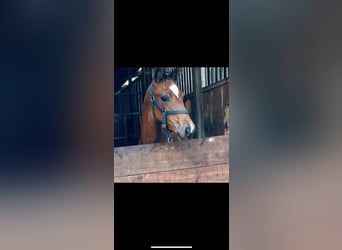Koń hanowerski, Wałach, 5 lat, 169 cm, Gniada