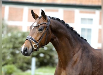 Koń hanowerski, Wałach, 5 lat, 169 cm, Gniada