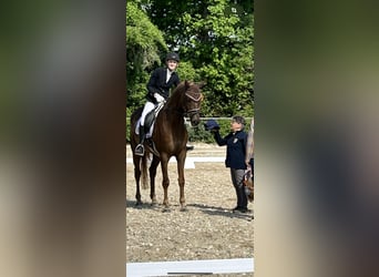 Koń hanowerski, Wałach, 5 lat, 170 cm, Ciemnokasztanowata