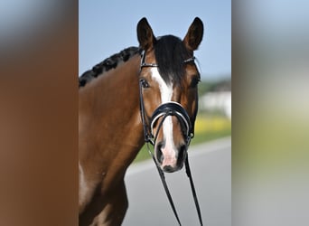 Koń hanowerski, Wałach, 5 lat, 170 cm, Gniada