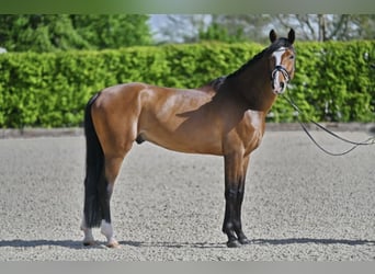 Koń hanowerski, Wałach, 5 lat, 170 cm, Gniada