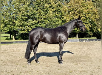 Koń hanowerski, Wałach, 5 lat, 170 cm, Kara