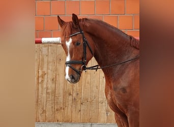 Koń hanowerski, Wałach, 5 lat, 170 cm, Kasztanowata