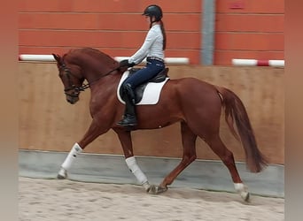 Koń hanowerski, Wałach, 5 lat, 170 cm, Kasztanowata