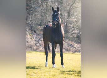 Koń hanowerski, Wałach, 5 lat, 171 cm, Ciemnogniada