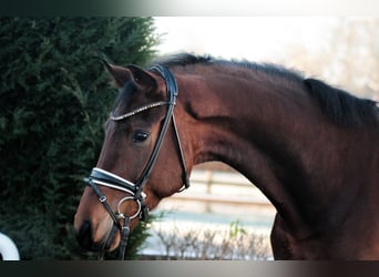 Koń hanowerski, Wałach, 5 lat, 171 cm, Ciemnogniada