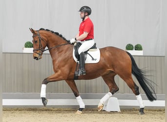 Koń hanowerski, Wałach, 5 lat, 171 cm, Gniada