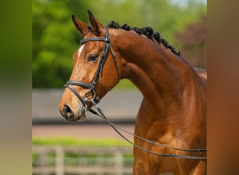 Koń hanowerski, Wałach, 5 lat, 171 cm, Gniada