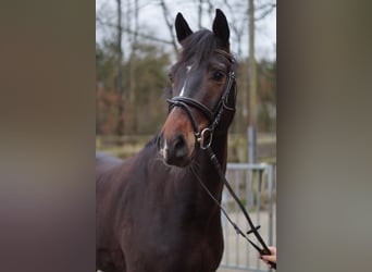 Koń hanowerski, Wałach, 5 lat, 172 cm, Ciemnogniada