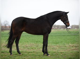 Koń hanowerski, Wałach, 5 lat, 172 cm, Gniada