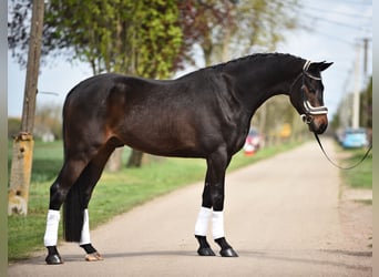 Koń hanowerski, Wałach, 5 lat, 172 cm, Gniada