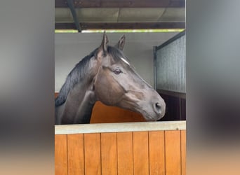 Koń hanowerski, Wałach, 5 lat, 172 cm, Kara