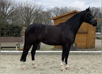 Koń hanowerski, Wałach, 5 lat, 172 cm, Kara