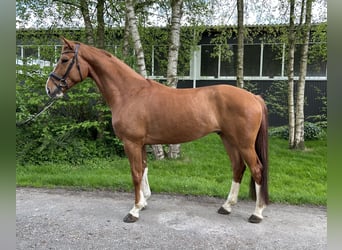 Koń hanowerski, Wałach, 5 lat, 172 cm, Kasztanowata