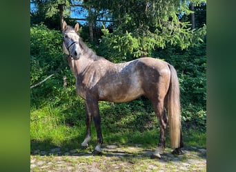 Koń hanowerski, Wałach, 5 lat, 172 cm, Siwa jabłkowita