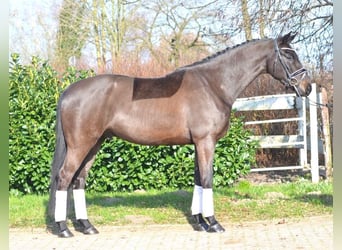Koń hanowerski, Wałach, 5 lat, 172 cm, Skarogniada