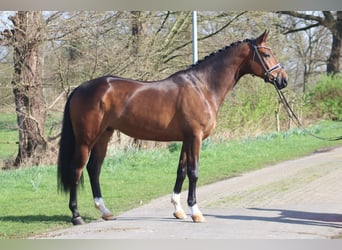 Koń hanowerski, Wałach, 5 lat, 173 cm, Ciemnogniada