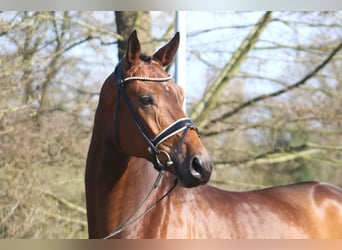 Koń hanowerski, Wałach, 5 lat, 173 cm, Ciemnogniada