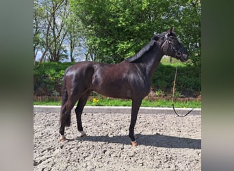 Koń hanowerski, Wałach, 5 lat, 173 cm, Kara
