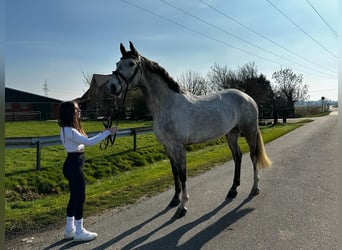 Koń hanowerski, Wałach, 5 lat, 173 cm, Siwa jabłkowita