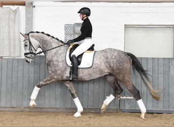 Koń hanowerski, Wałach, 5 lat, 173 cm, Siwa