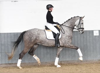 Koń hanowerski, Wałach, 5 lat, 173 cm, Siwa